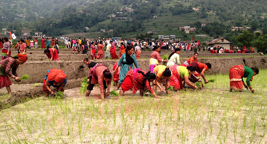 असार सकिँदासम्म झण्डै ४१ प्रतिशत मात्र रोपाई