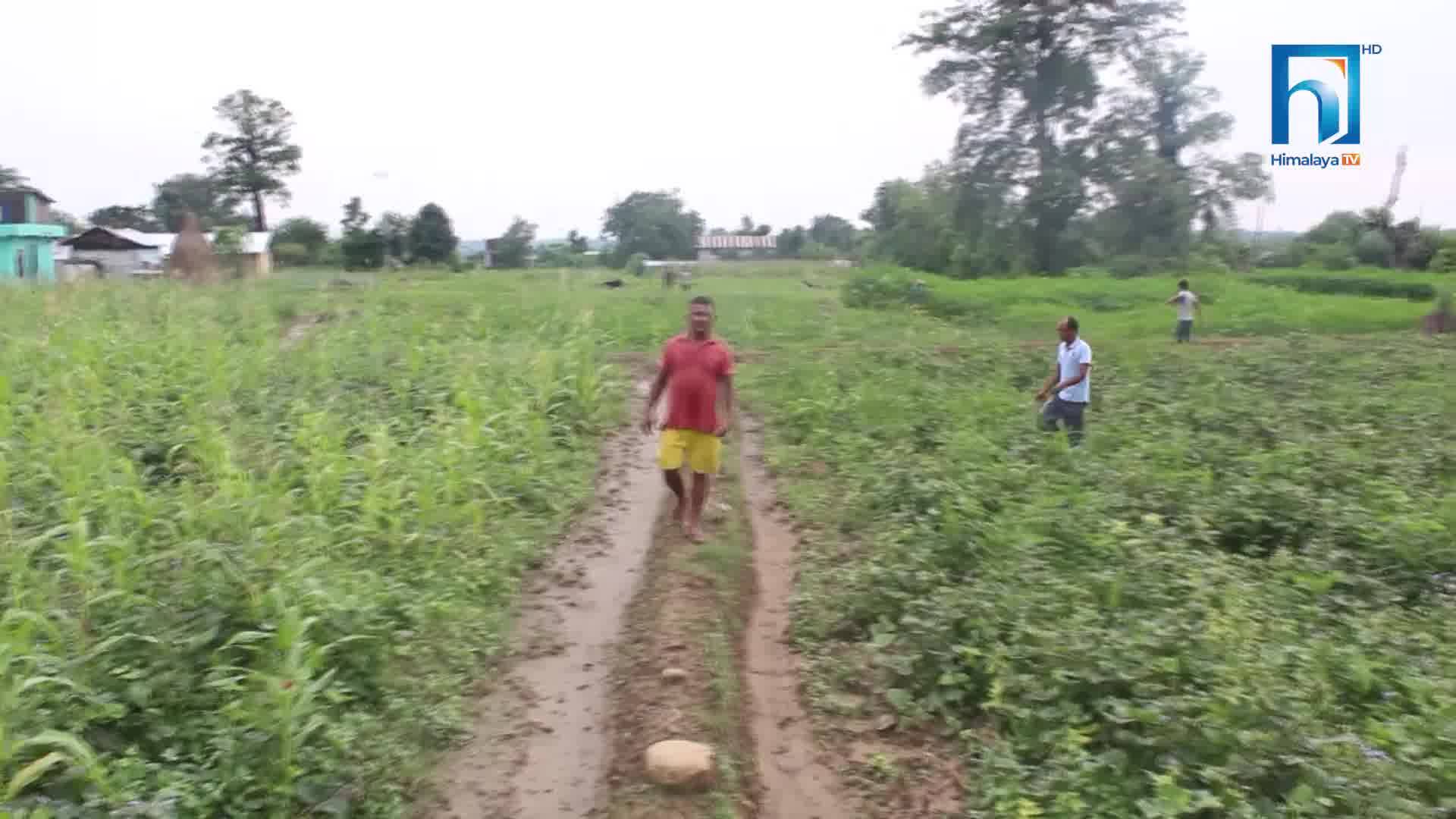बालीनालीमा पस्यो सलह, किसानको सलह भगाउने प्रयास असफल (भिडियोसहित)