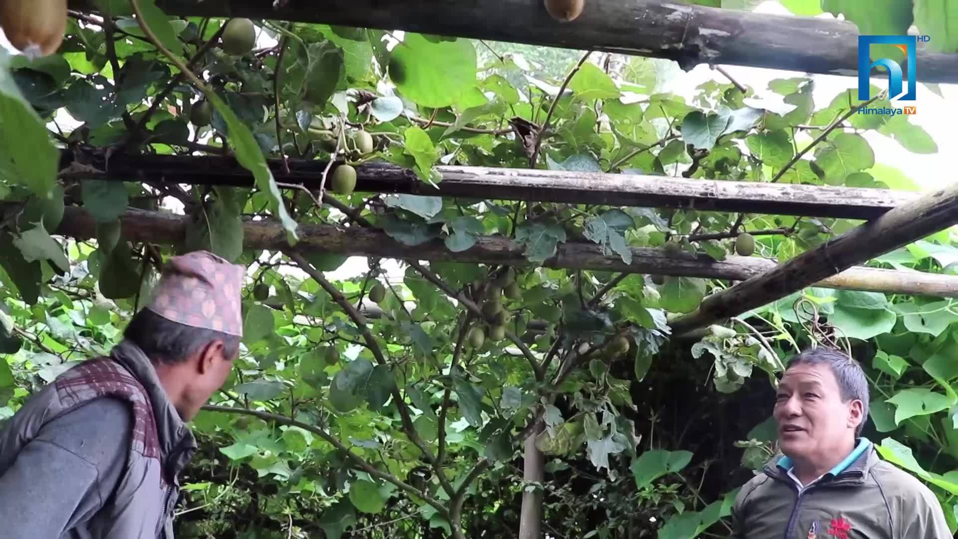 समस्या उत्कर्षमा पुगेपछि मात्रै तात्ने सरकार, किसान क्षति बेहोर्न बाध्य (भिडियोसहित)