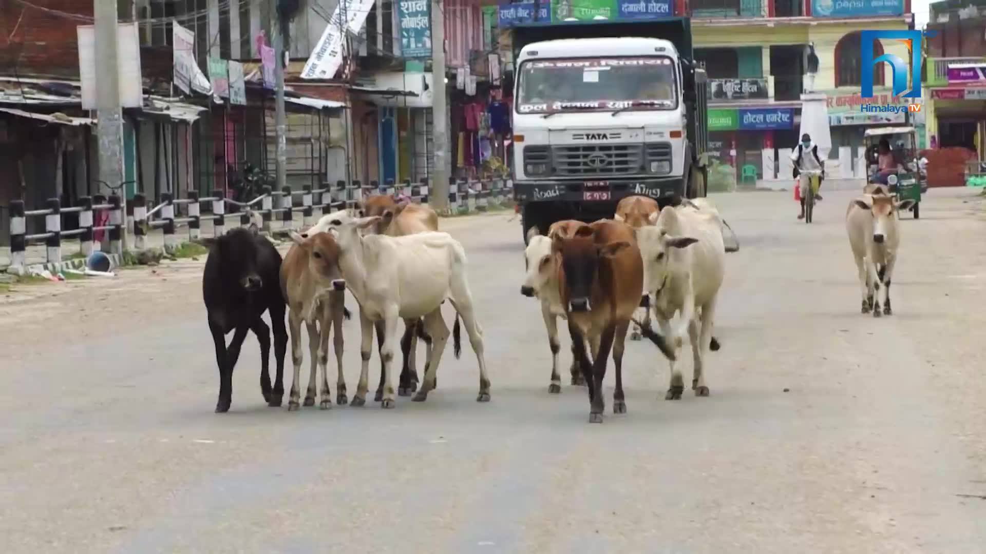 बाँकेका सडकमा छाडा पशुचौपायाको बिगबिगी, हैरान प्रहरी ! (भिडियोसहित)