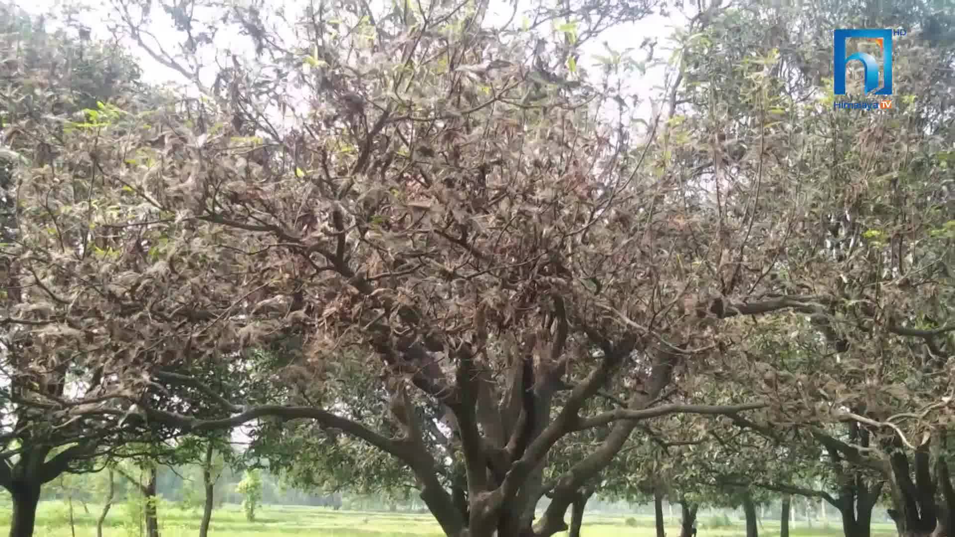 सलह पछि आयो अर्को नयाँ किरा, हजारौं आँपका बोट सुक्न थाले ! (भिडियोसहित)