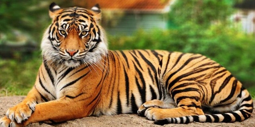 बाघ संरक्षणमा नेपालको उपलव्धी विश्वका लागि उदाहरणीय