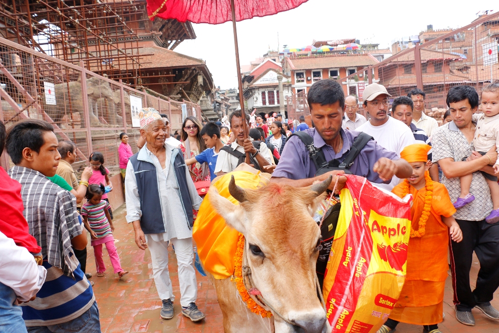 जनैपूर्णिमा र गाईजात्रा पर्व औपचारिकतामै सीमित रहने