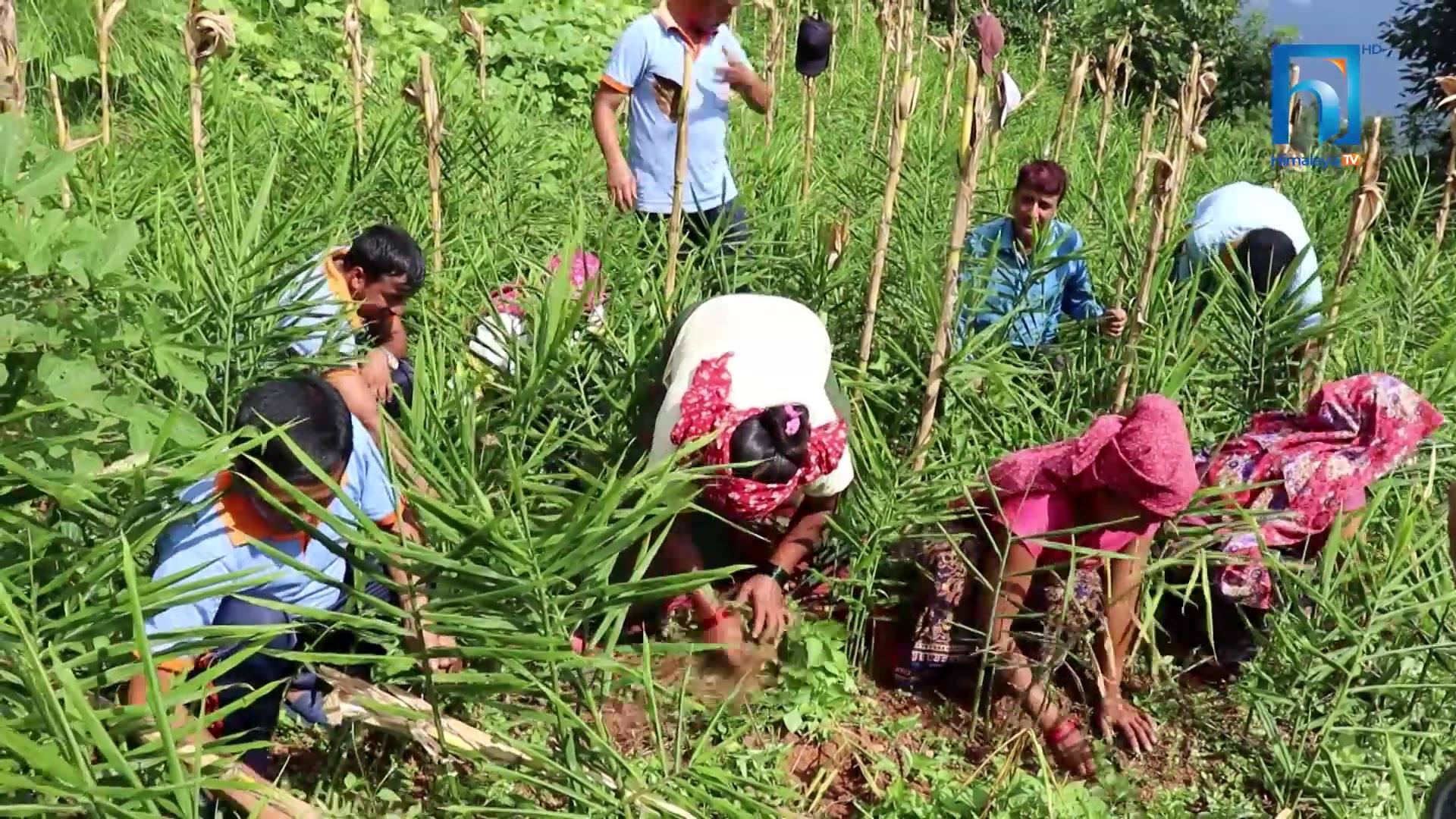 लकडाउनको सदुपयोग : शिक्षकले मिलेर शुरु गरे कृषि कर्म (भिडियोसहित)