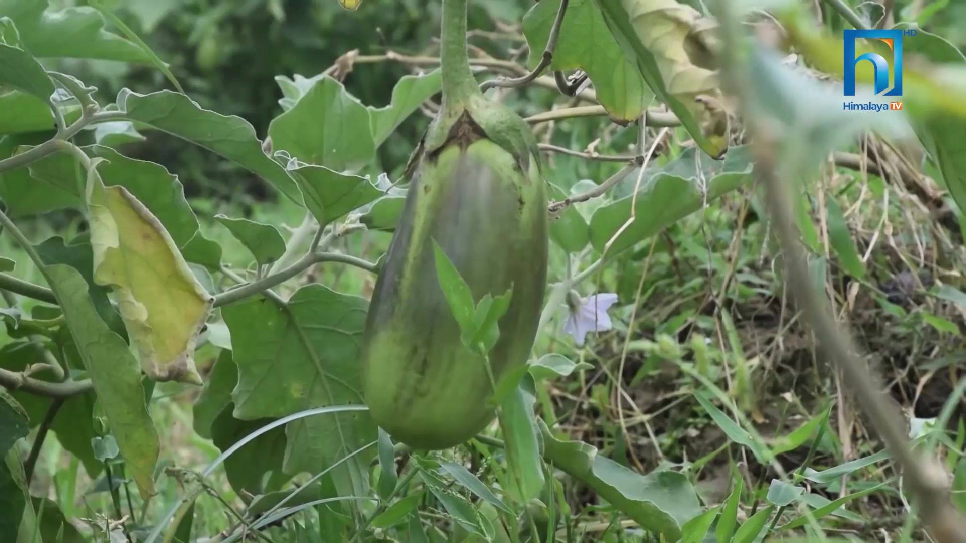 तरकारी खेतीले चिनिएको ‘बेलडाँडी’