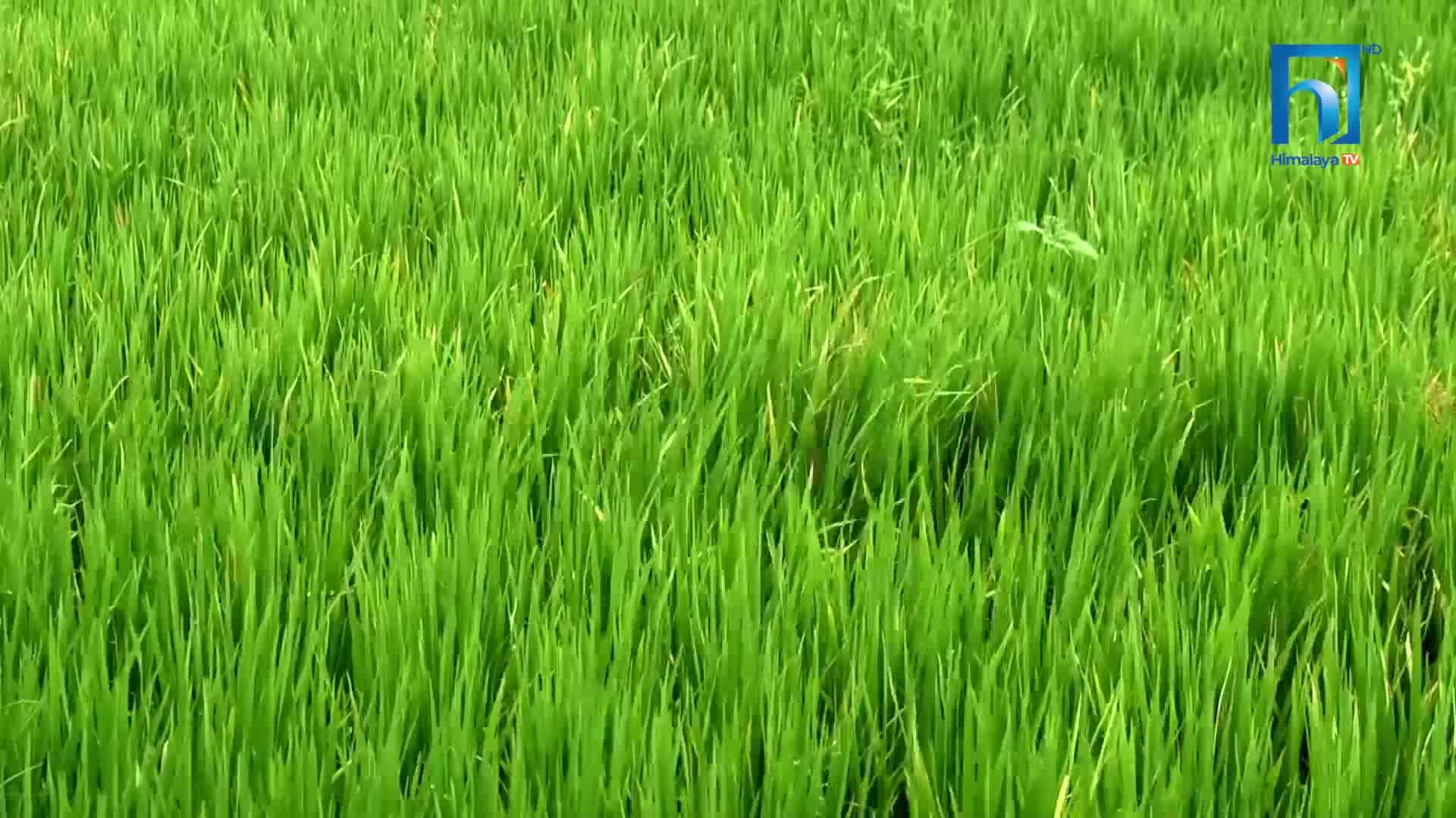 धानमा डढुवा र गवारोको प्रकोप, मोरङका किसान उत्पादन घट्ने चिन्तामा (भिडियोसहित)