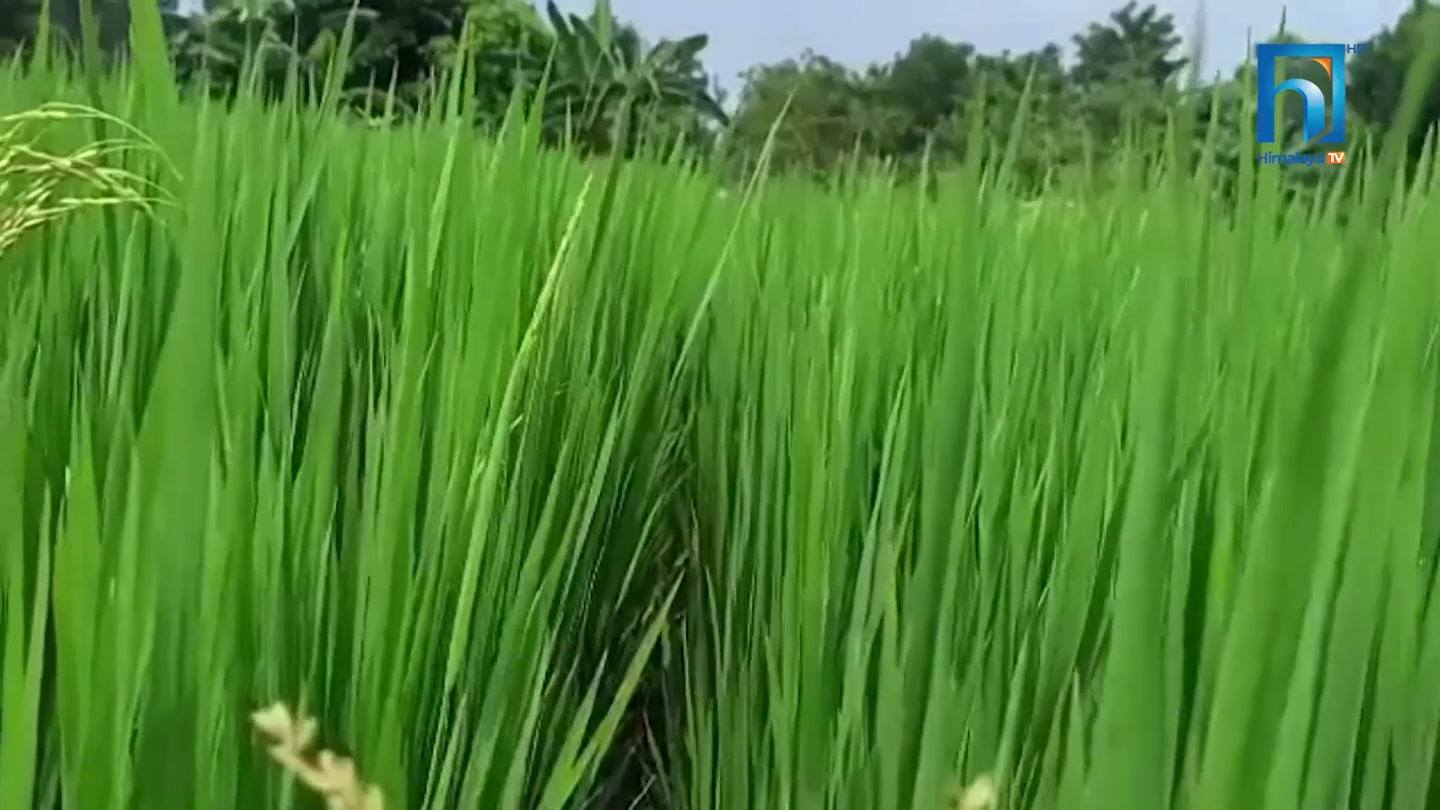 सिंचाइ सुविधा पाएपटि बाँकेको कोहलपुरमा पहिलोपटक हिउँदो धान खेती
