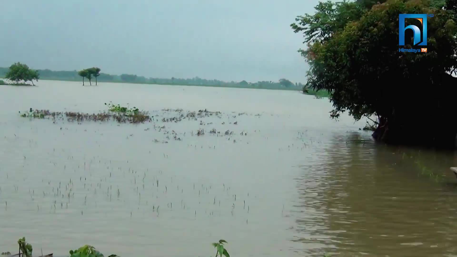 भारतीय बाँधले विराटनगरको दक्षिणी क्षेत्र डुबानमा (भिडियोसहित)