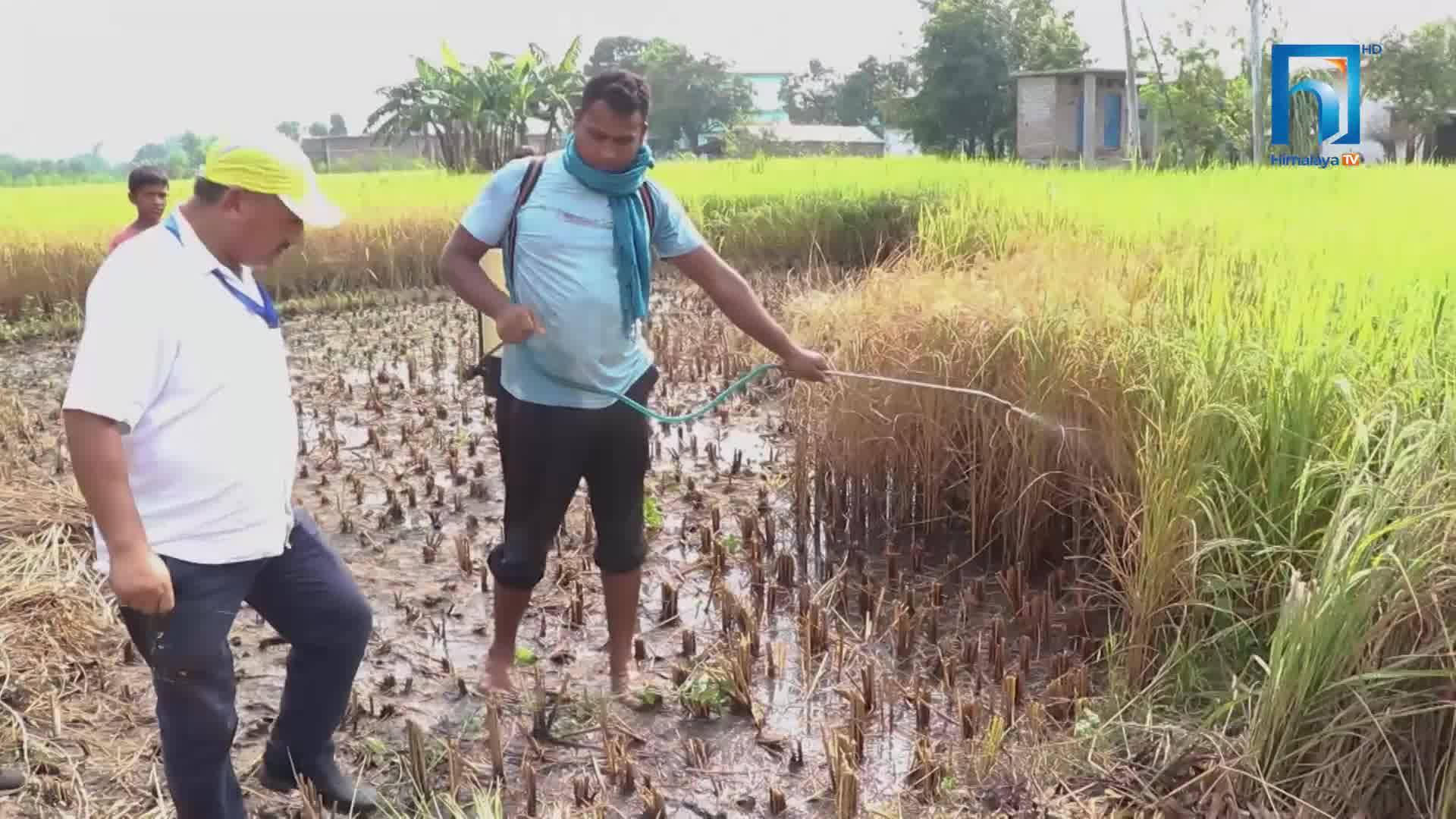 भित्राउने बेलामा धानमा फड्के किराको प्रकोप, भोकमरीको चिन्तामा किसान (भिडियोसहित)