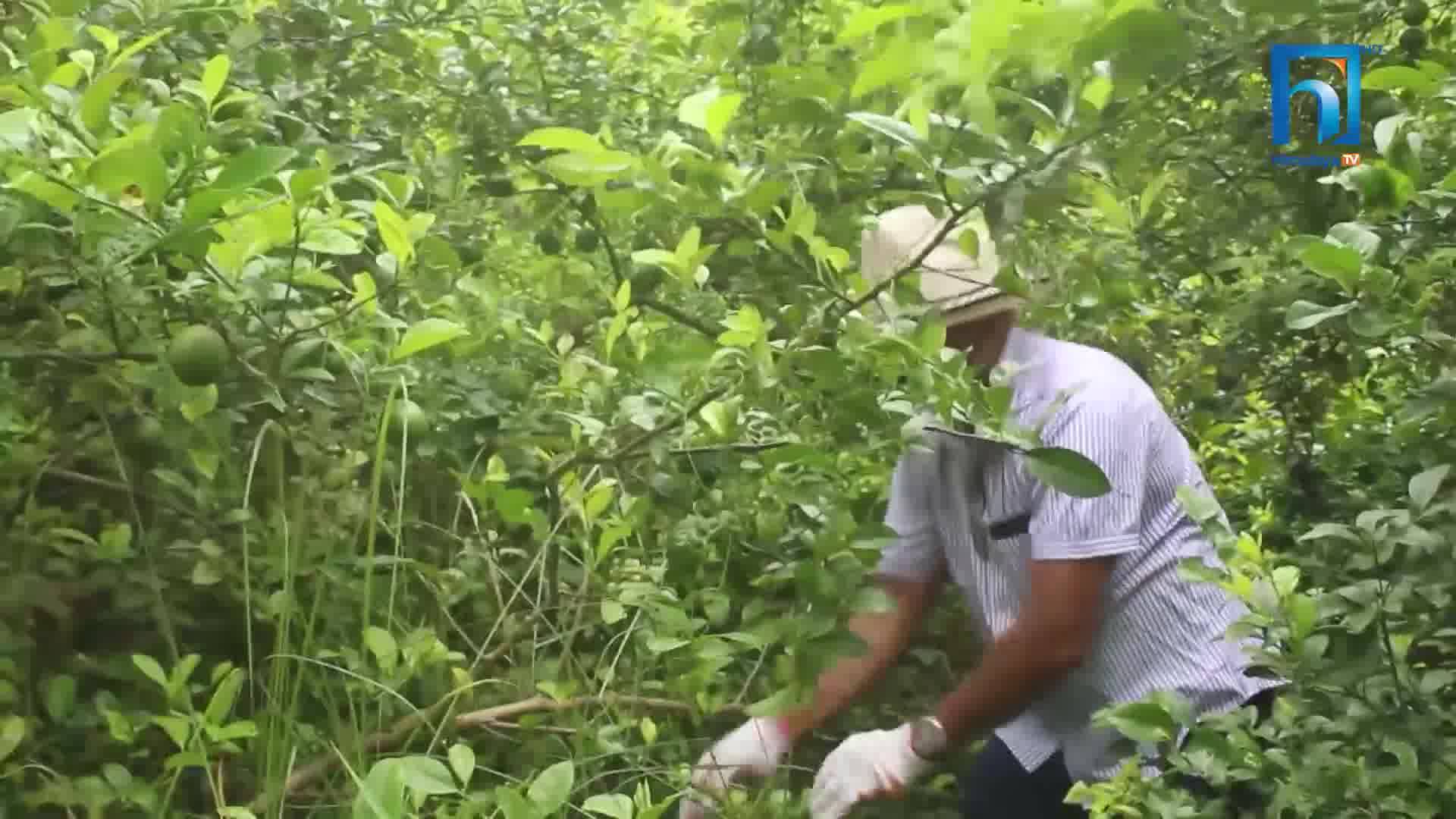 बाेटमा यसरी लटरम्म फलेका कागती किन्ने काेही भएन (भिडियोसहित)