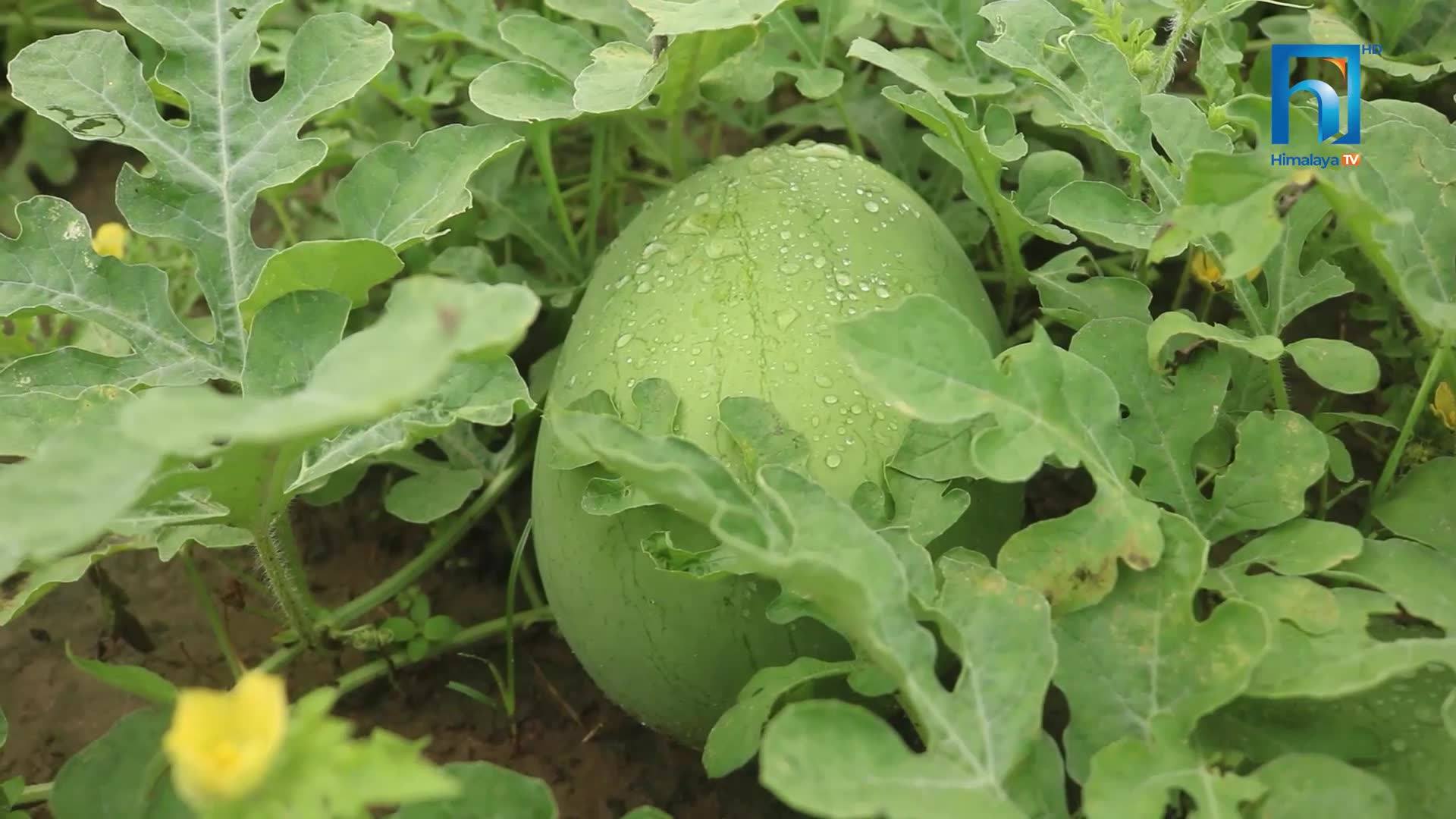 पौरखी ग्रुपले थाल्यो बेमौसमी तरकारी खेती (भिडियोसहित)