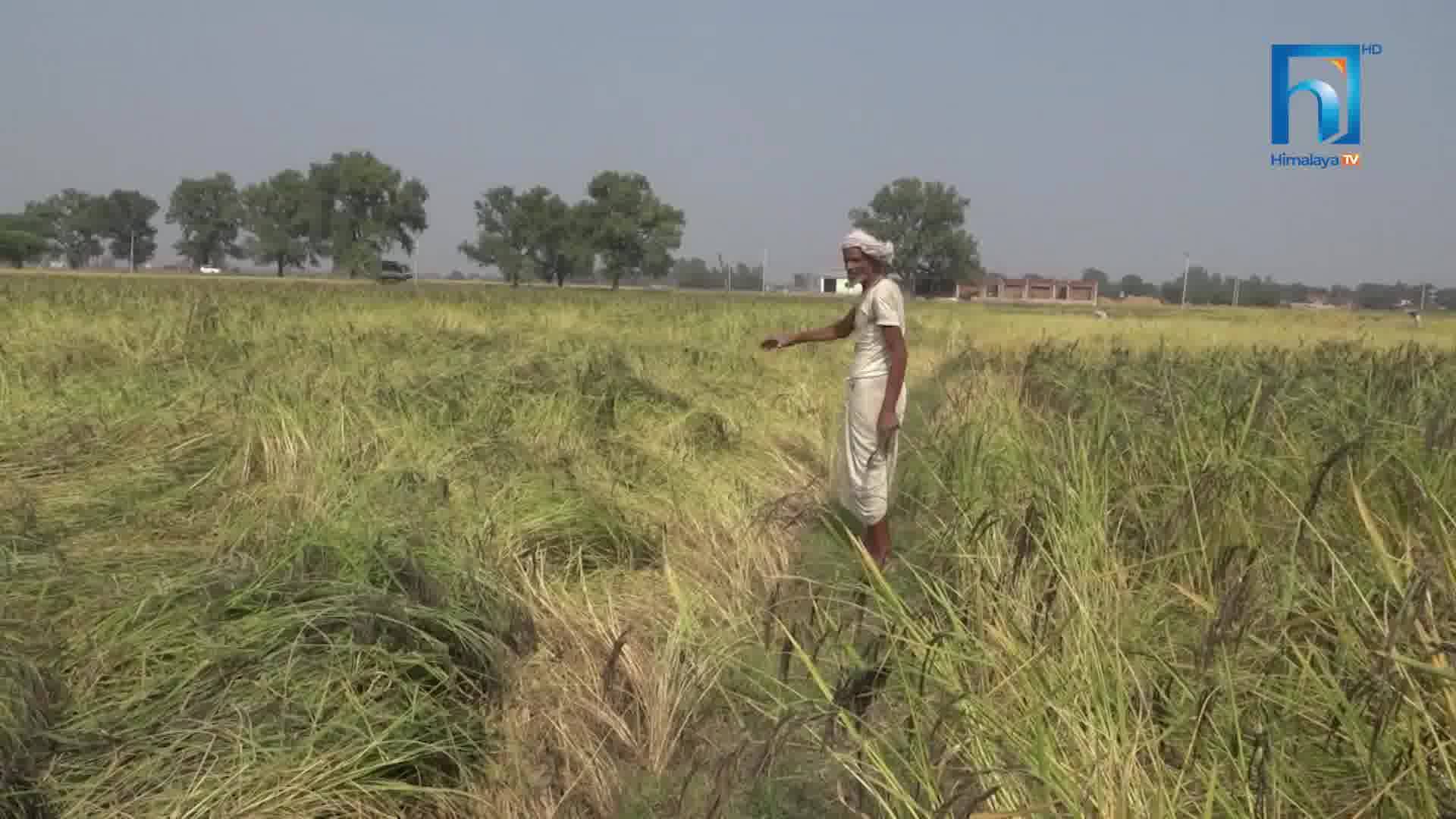 धानबालीमा किराको प्रकोप, समाधानमा पहल नभएको किसानको गुनासो (भिडियोसहित)