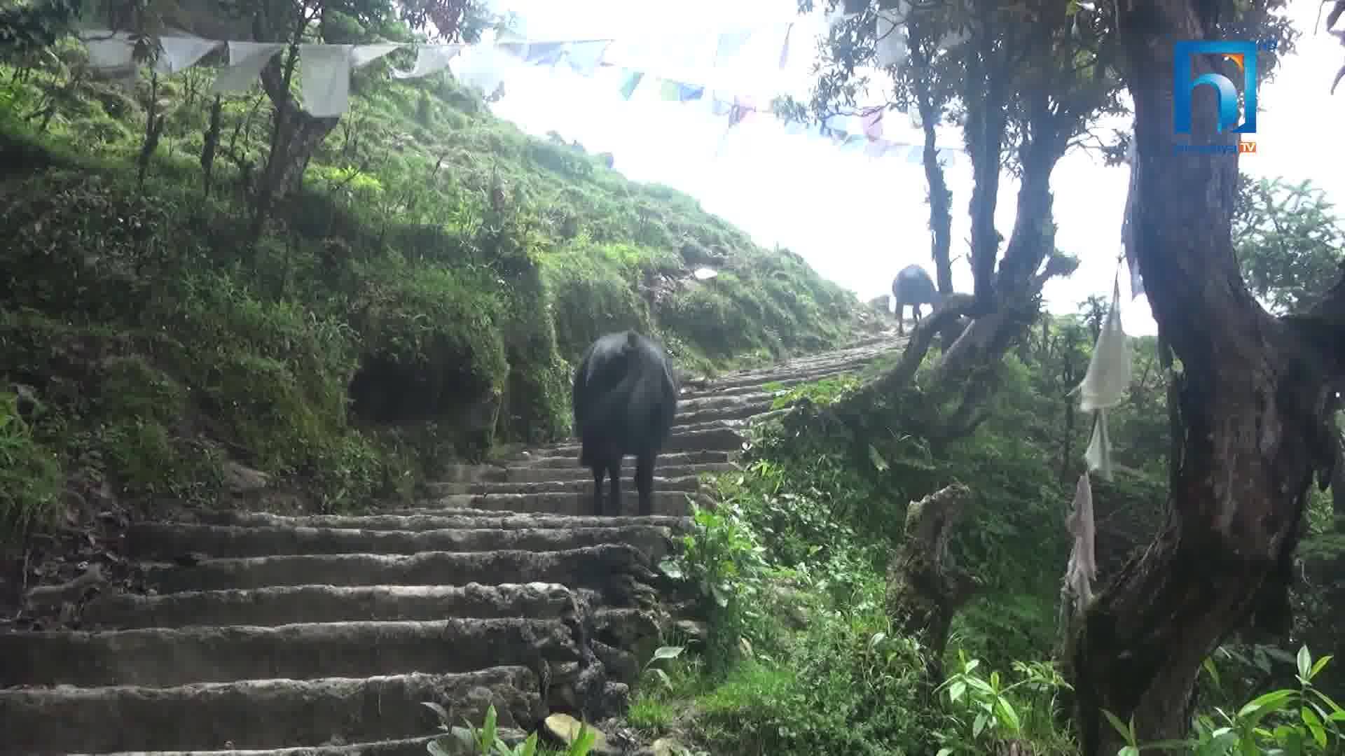 चरन अभाव झेल्दै रामेछापका चौंरी पालक किसान, चरन क्षेत्र व्यवस्था गर्न माग (भिडियोसहित)