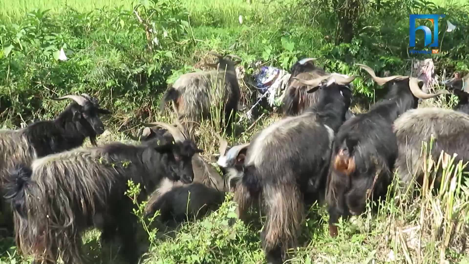 दशैंका लागि पोखरा झारिँदै ५ हजार च्याङ्ग्रा (भिडियोसहित)