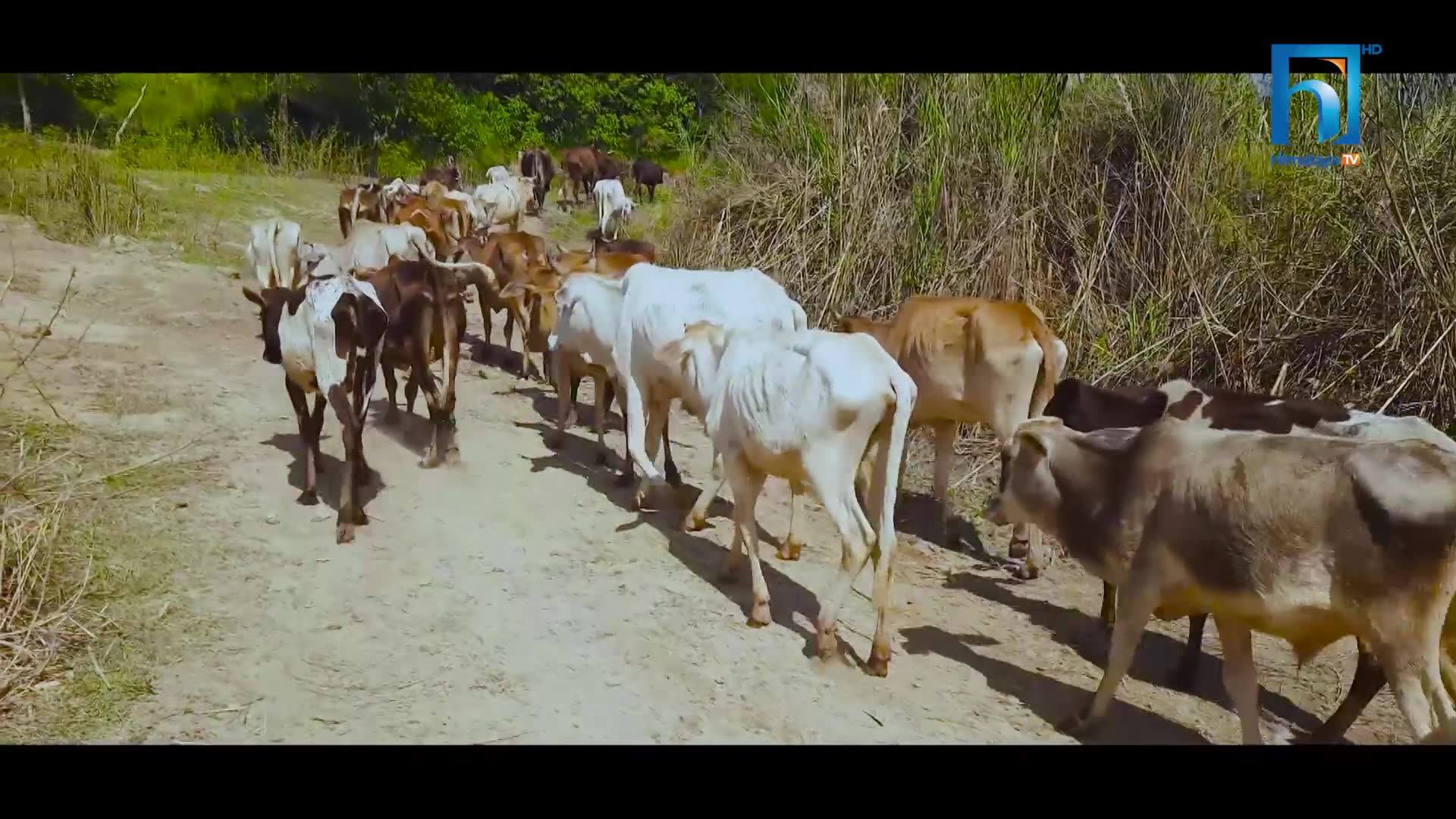 छाडा चौपाया व्यवस्थापनका लागि नगरपालिकाले बनायो गौशाला (भिडियोसहित)