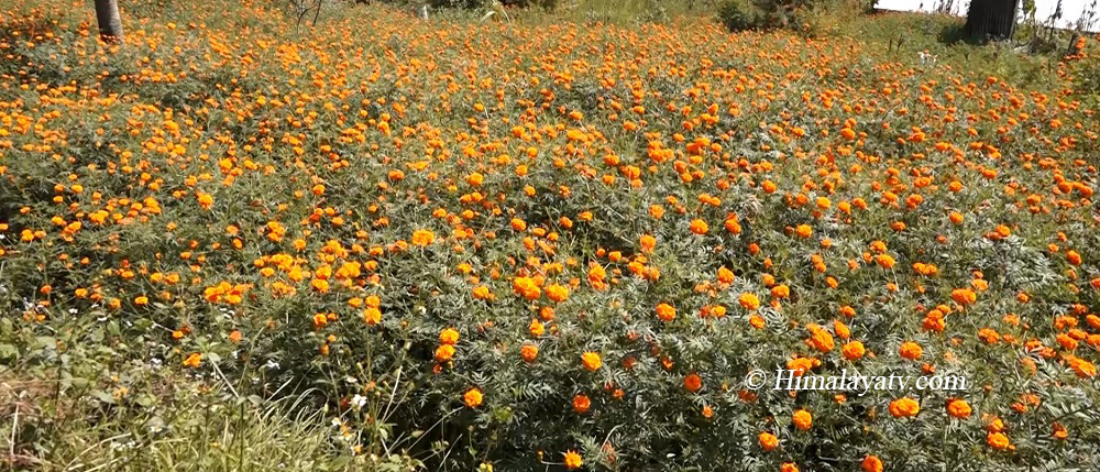 तिहारअघि नै सयपत्री फूलको माग बढ्यो