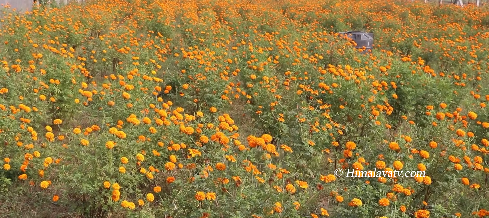 तिहार नजिकिएसँगै सयपत्री फूल टिप्ने चटारो