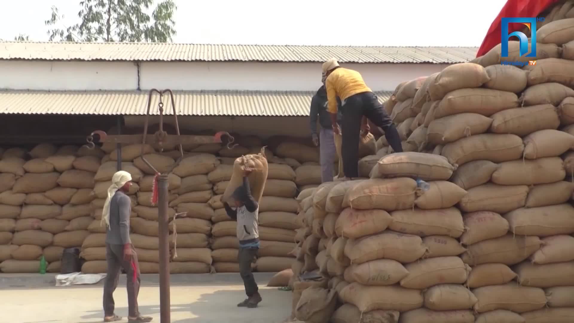 सहकारीले धान किन्न थालेपछि बाँकेका किसान खुसी (भिडियोसहित)