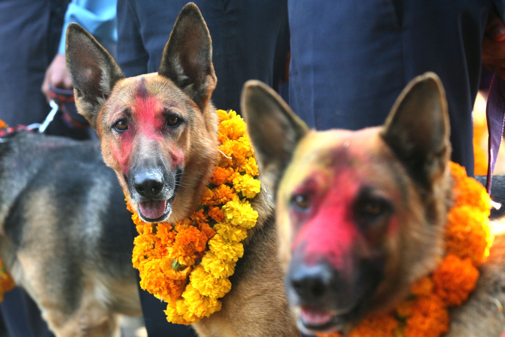 आज नरक चतुर्दशी, कुकुर तिहार मनाइँदै