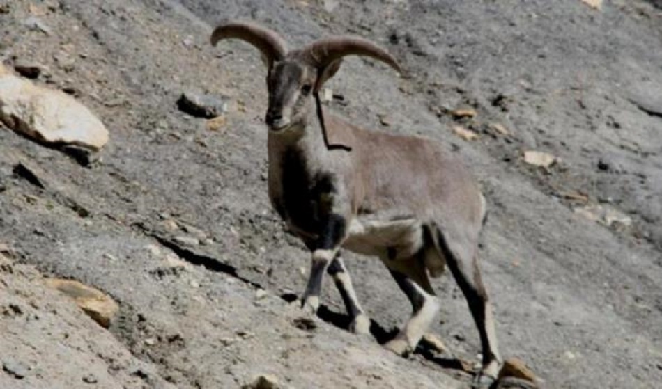 दुर्लभ हिउँचितुवाको आहारा नाउरको गणना गरिँदै