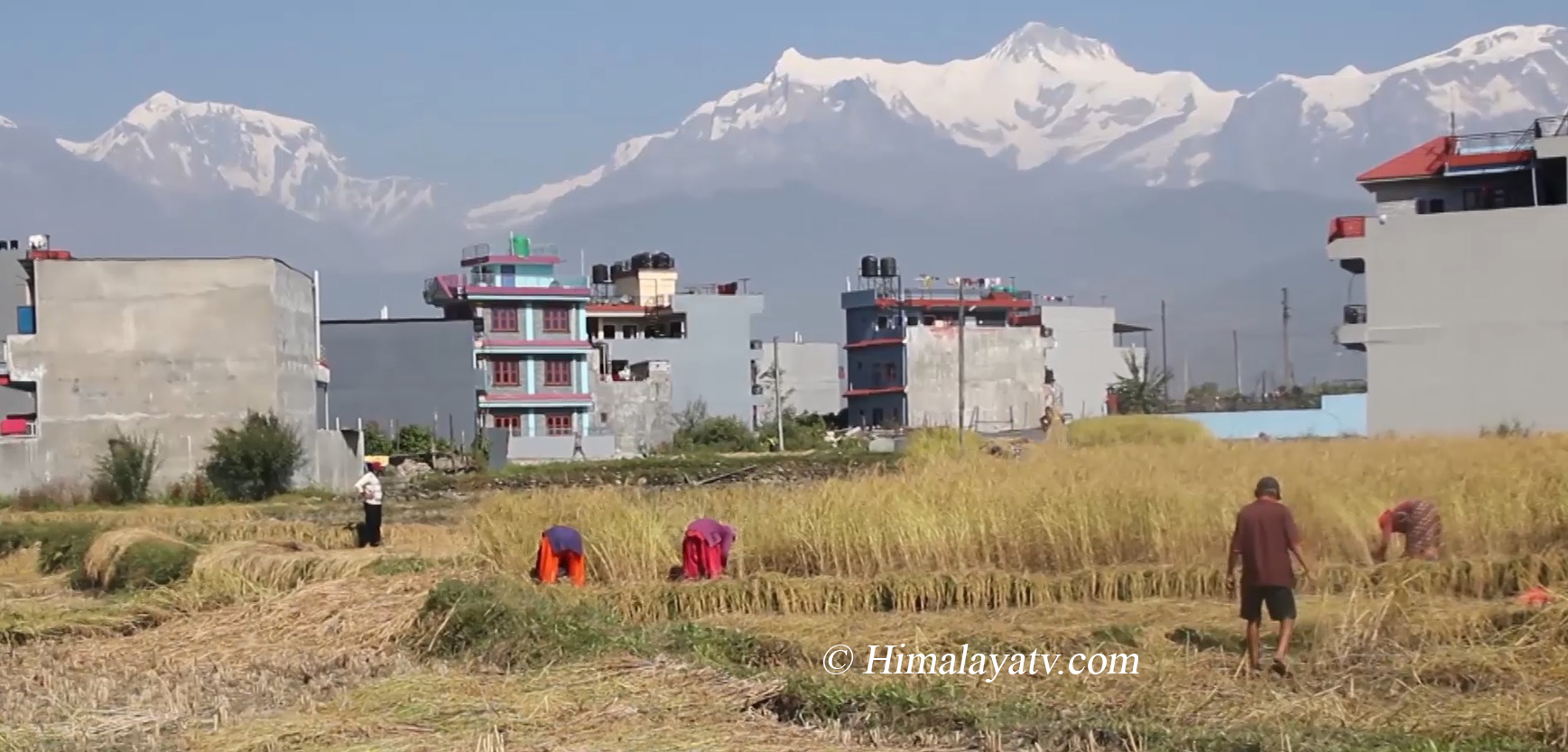 मध्य तिहारमा पनि पोखरेली किसानलाई धान काट्न भ्याइनभ्याई (फोटो फिचरसहित)