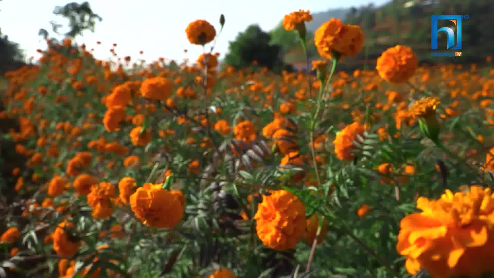 तिहारलाई नेपालमै फूल मनग्य, खेर जाला कि भन्ने चिन्तामा किसान (भिडियोसहित)