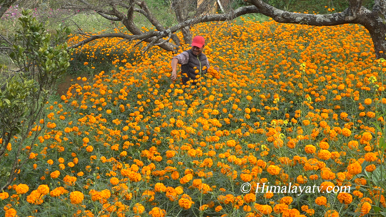फूल खेतीः यी फूलझैं मुस्कुराउन सक्लान् यो तिहारमा किसान ? (फोटो फिचर)