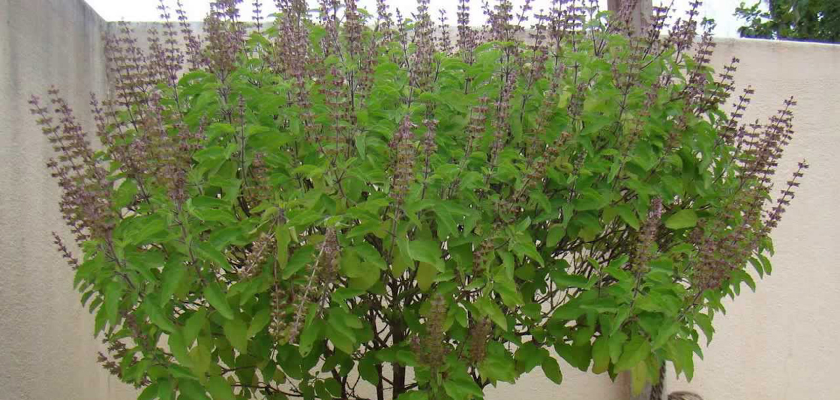 रोपियो घर–घरमा कीटाणुनाशक तुलसी