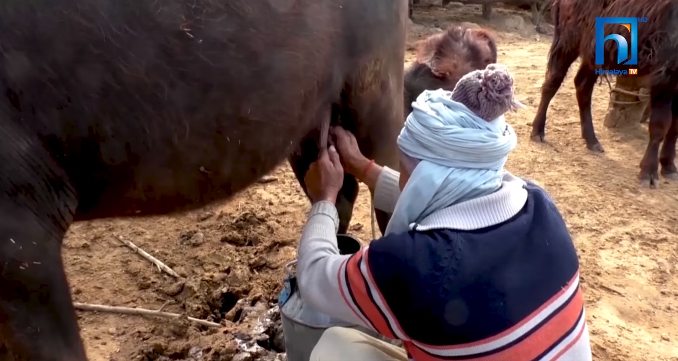 भैँसी पालनबाट राम्रो आम्दानी गर्दै बाँकेका किसान (भिडियोसहित)