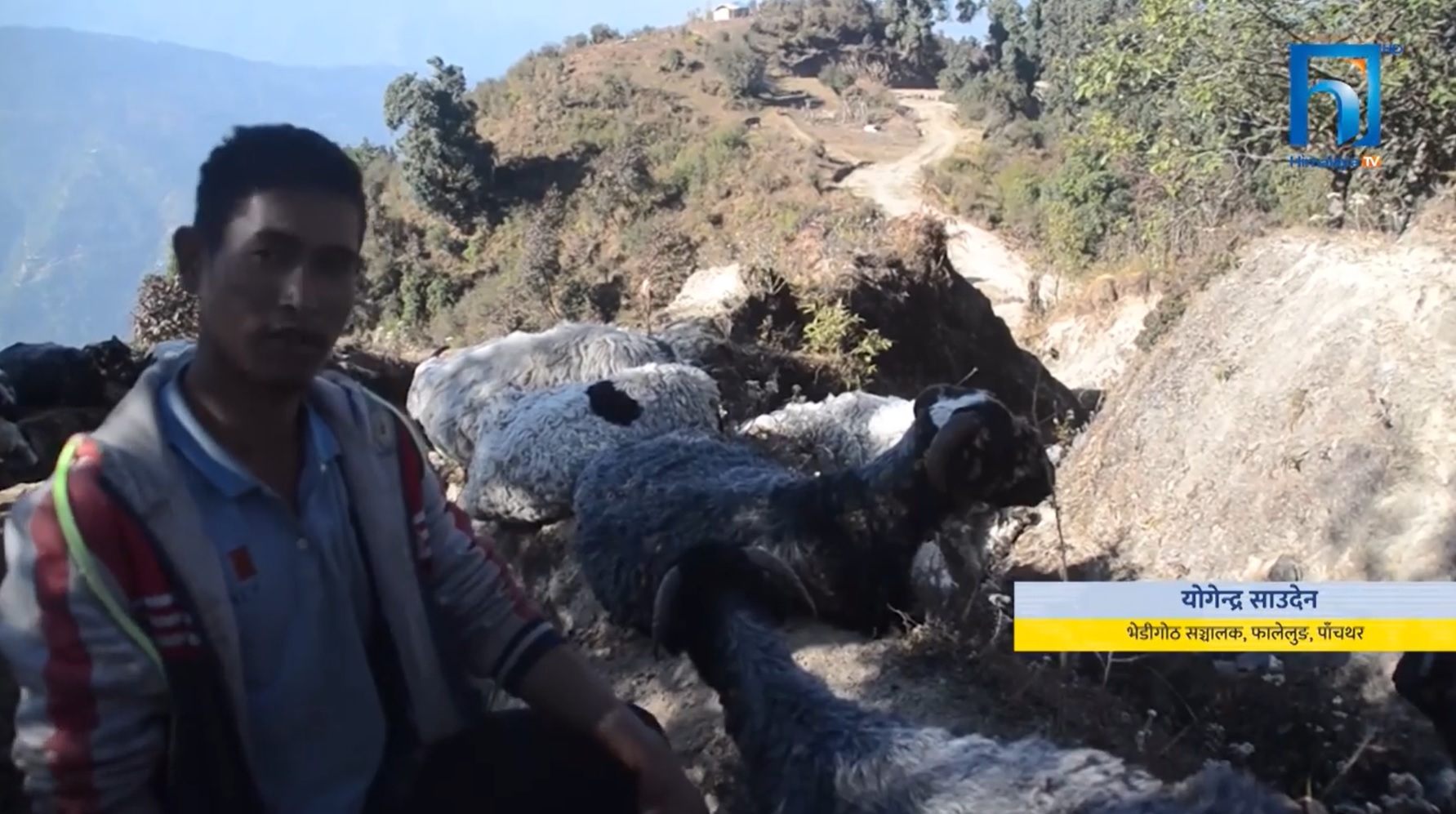 हिमाली क्षेत्रमा चिसो बढ्दै गएपछि गोठालाहरु भेडा धपाउँदै उँधो झर्दै (भिडियोसहित)