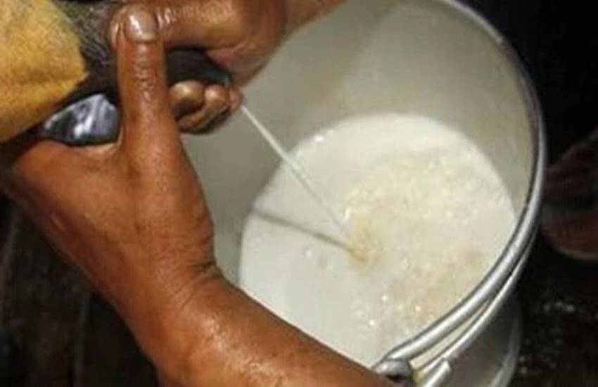 दूध नबिक्दा समस्यामा किसान, दैनिक १३ लाख क्षति