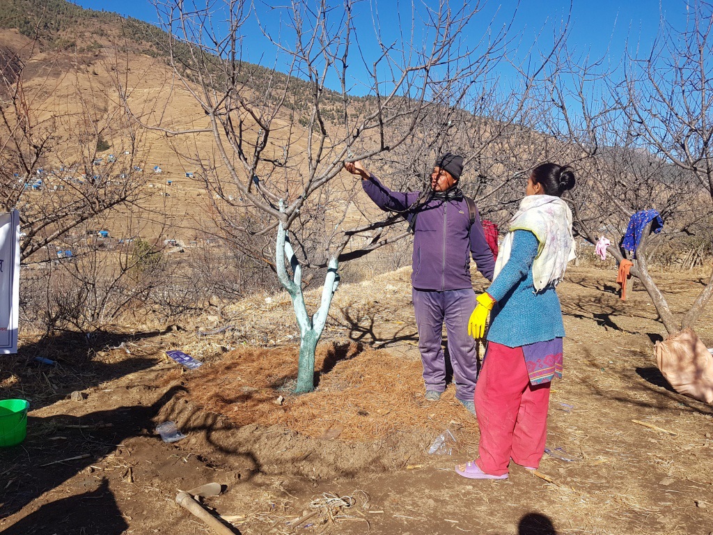 स्याउ बगैँचा व्यवस्थापनमा व्यस्त जुम्लाका किसान