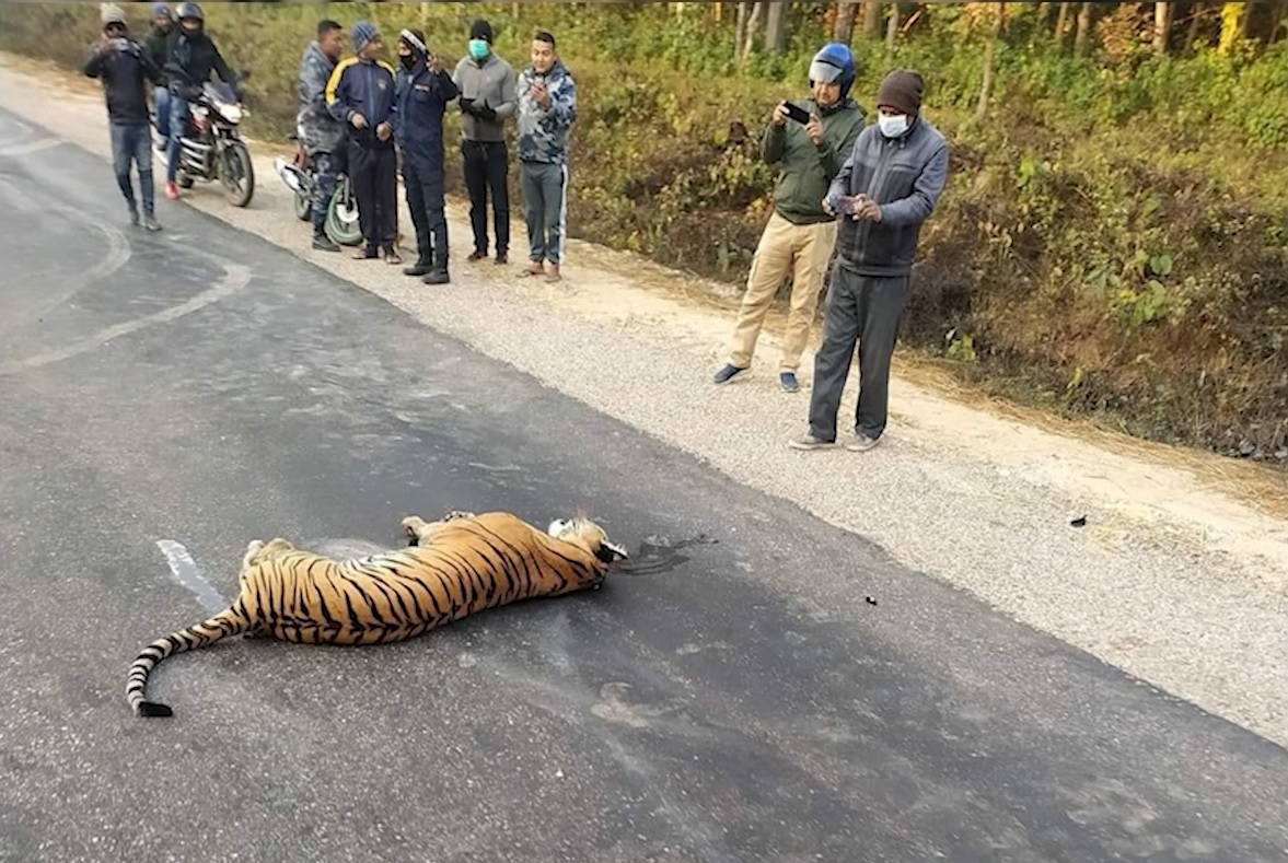 कारले ठक्कर दिँदा पाटे बाघको मृत्यु