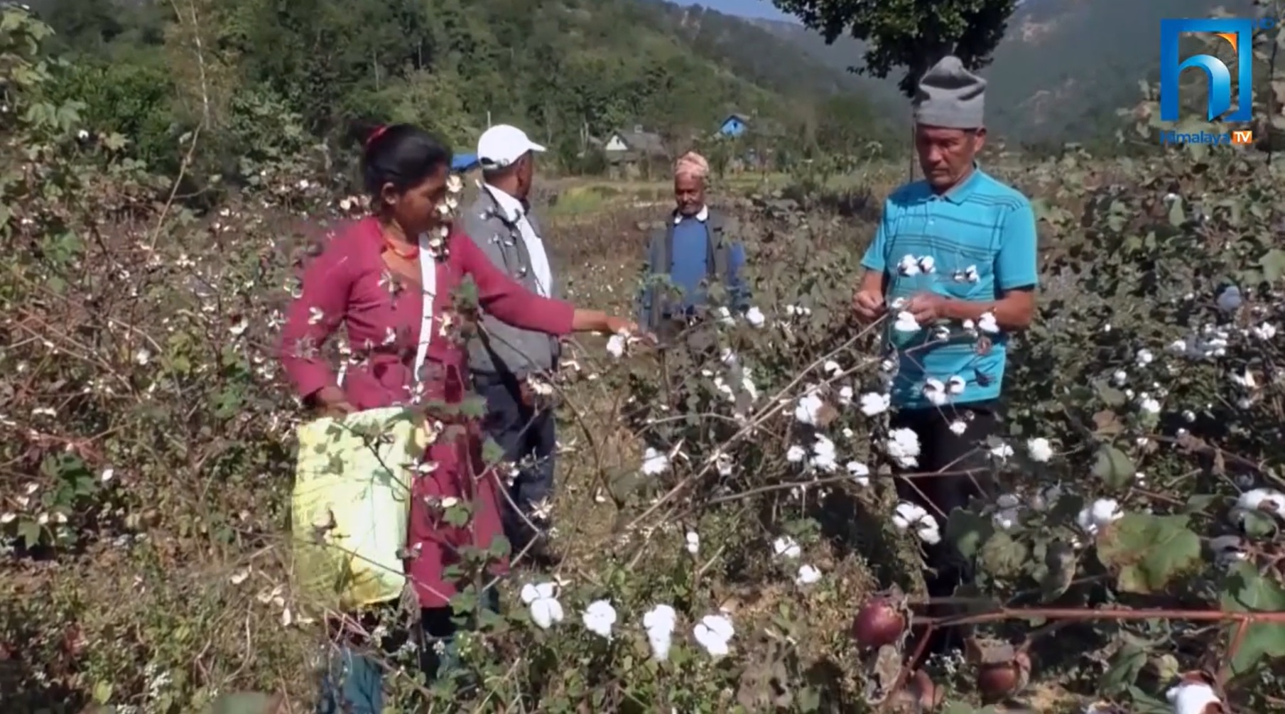 कपासमा रोग र किराको प्रकोप, उत्पादन र किसानको आम्दानी घट्यो  (भिडियो रिपोर्टसहित)