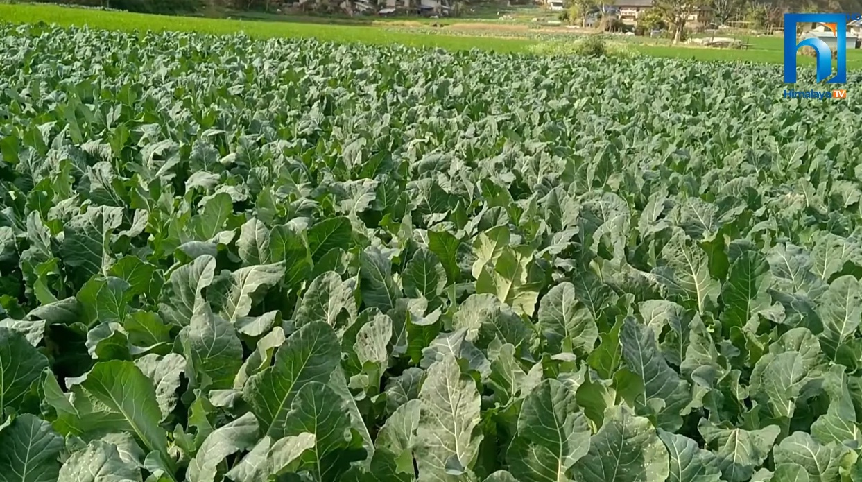 तरकारी खेतीबाट राम्रो आम्दानी गर्दै रोल्पाली किसान (भिडियो रिपोर्टसहित)