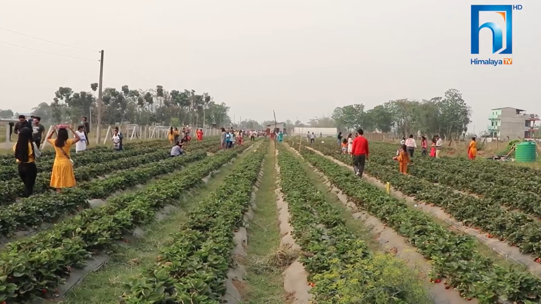 चितवनमा बेरी संसारको स्ट्रेबेरी खेती, टिकटक बनाउनेको भीड (भिडियो रिपोर्टसहित)