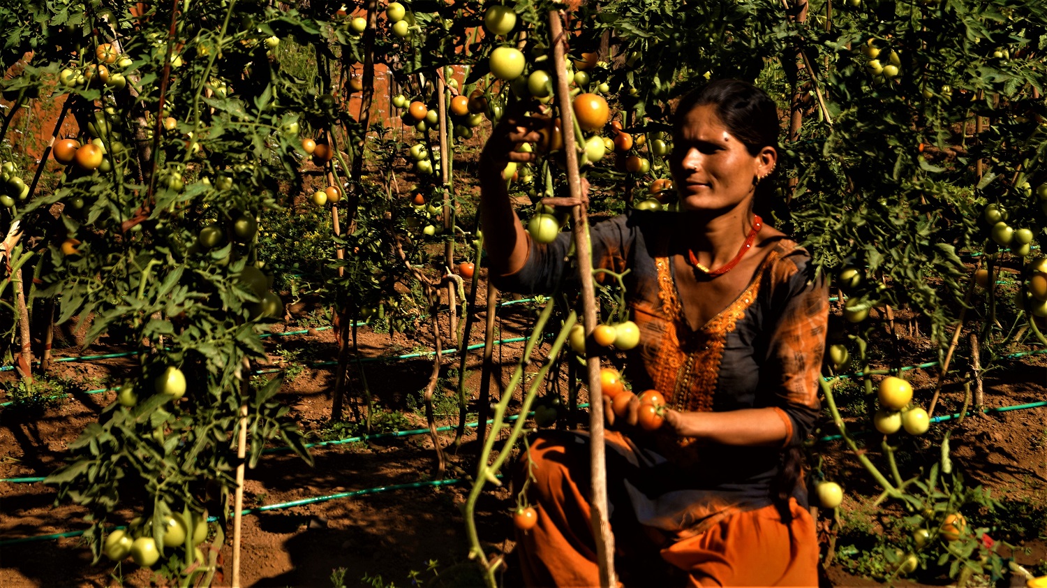 तरकारीमा आत्मनिर्भर बन्दै कुमालखाडावासी