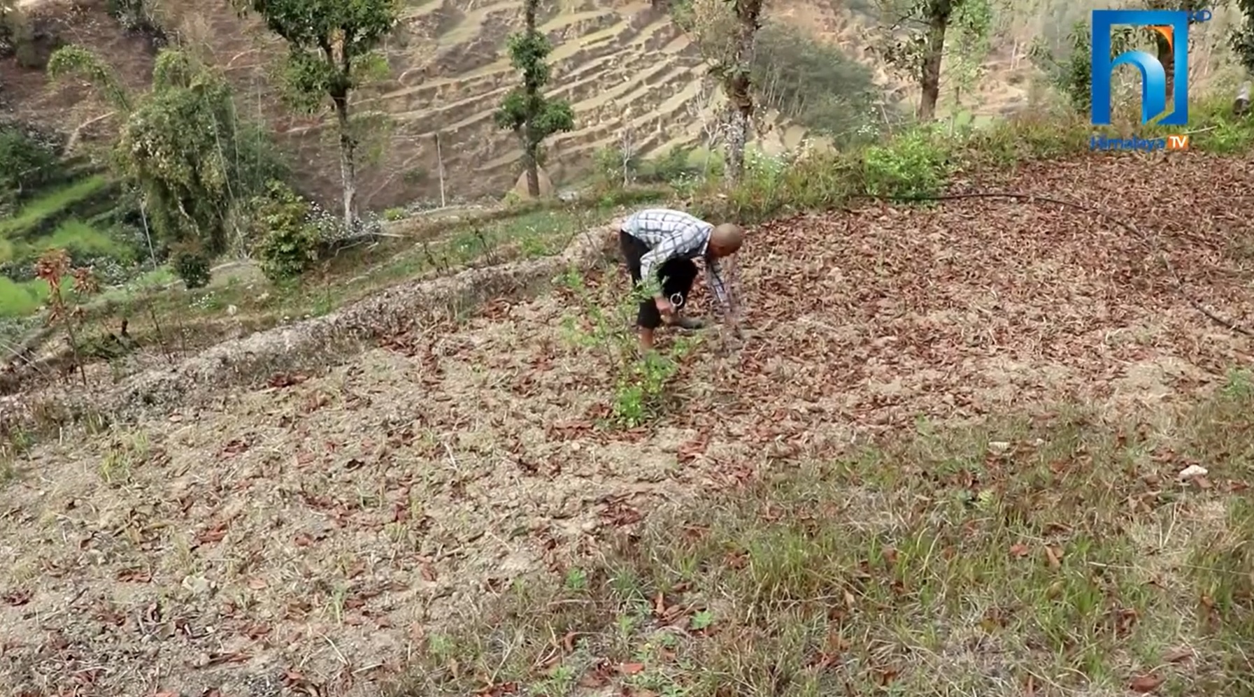 विदेशबाट फर्कर यसरी गाउँमै बाख्रा पालनमा रमाउँदै गुल्मेली युवा (भिडियो रिपोर्टसहित)