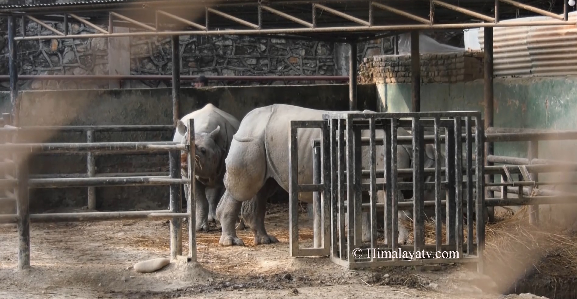 बाघको आक्रमणबाट कर्मचारीको मृत्युपछि गैंडा गणना स्थगित