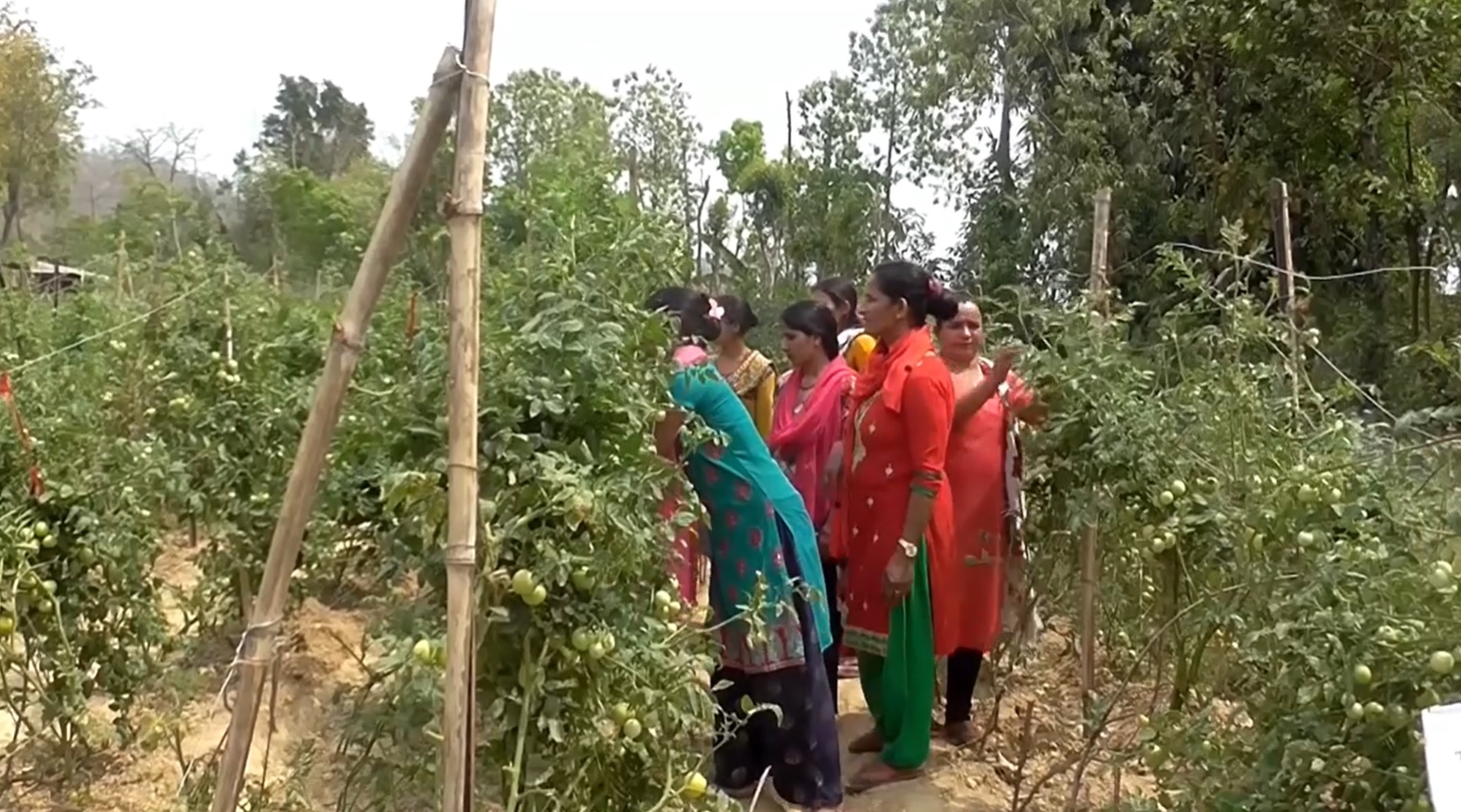 रुपन्देहीमा कृषक पाठशाला, दश प्रतिशतले बढ्यो कृषि उत्पादन (भिडियो रिपोर्टसहित)
