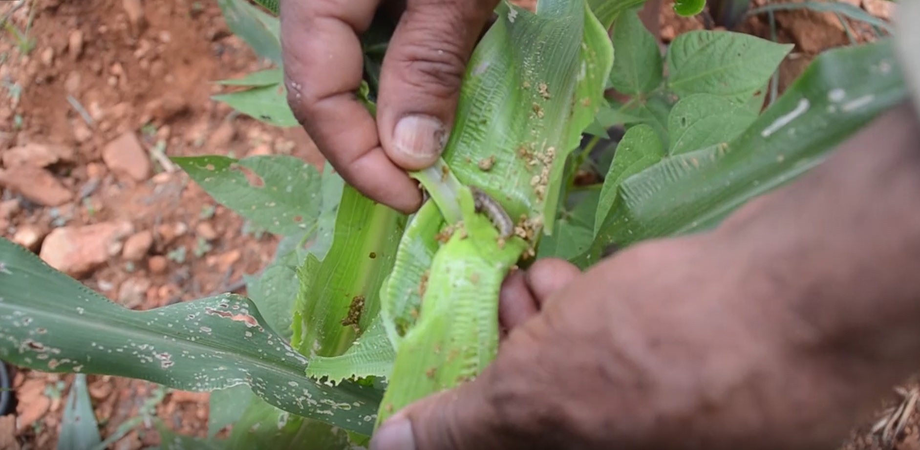 धादिङमा चेपाङ किसानले लगाएको मकैबालीमा अमेरिकन फौजी किराको प्रकोप