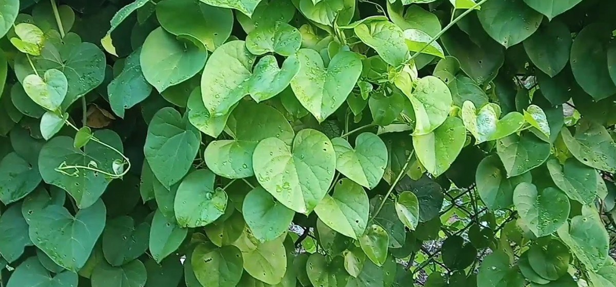 तीनकुने क्षेत्रको वाग्मती किनारमा ५०० गुर्जो रोपण