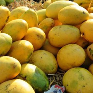 यस वर्ष आँपको उत्पादन बढ्ने