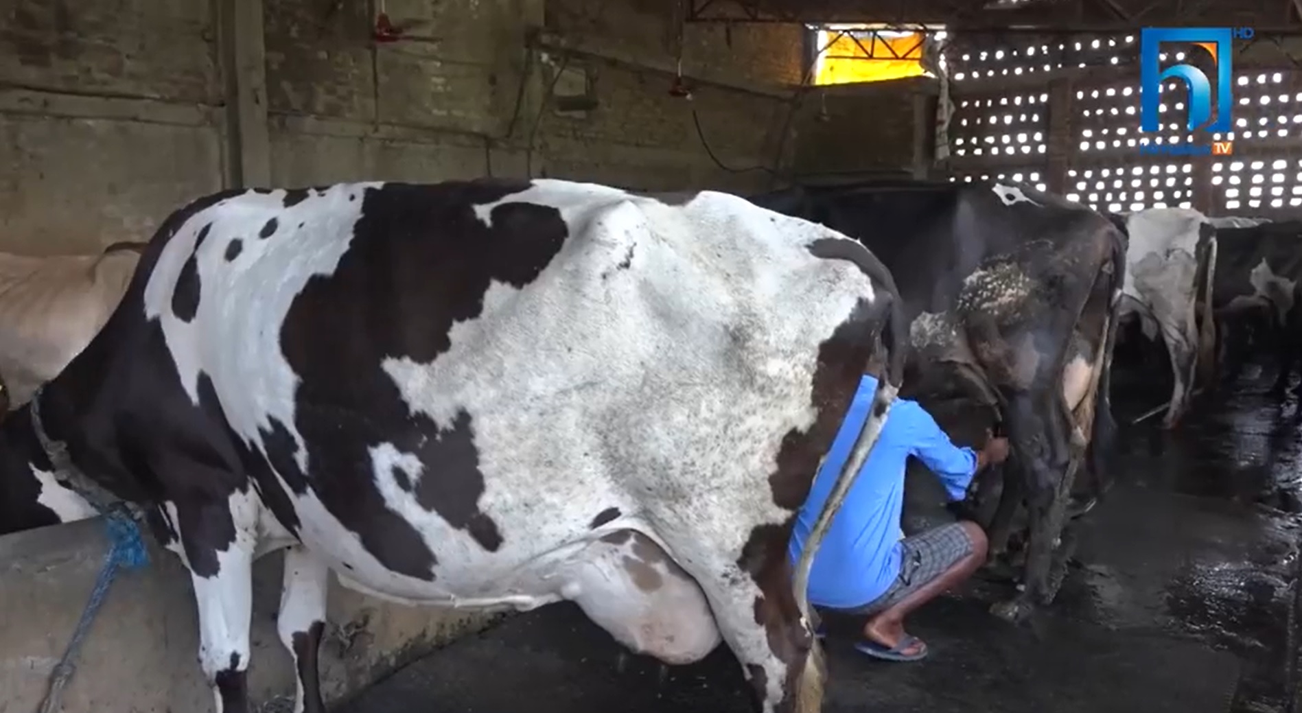 कोरोनाको असरः दूध विक्री नभएपछि समस्यामा नवलपरासीका किसान (भिडियो रिपोर्टसहित)
