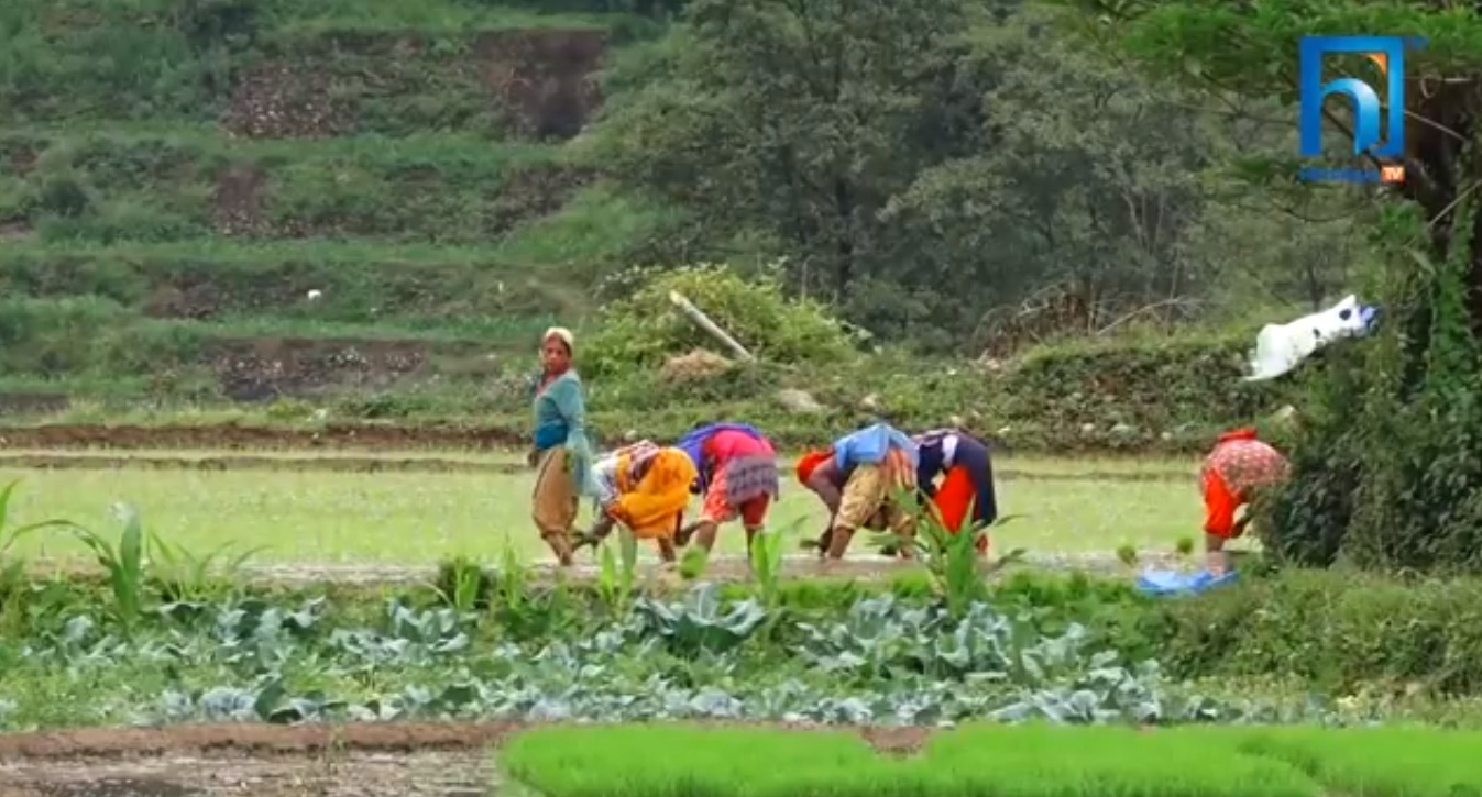 मनसुन भित्रिएसँगै काठमाडौं उपत्यकाका किसानलाई धान रोप्ने चटारो (भिडियो रिपोर्टसहित)