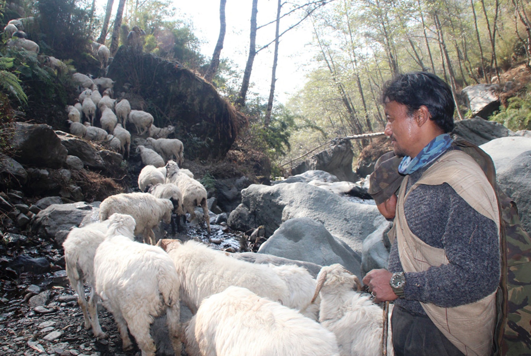 सङ्घर्षका पाइलाः ‘जसले विदेशको जागिर छाडेर गोठालो पेसा रोजे’