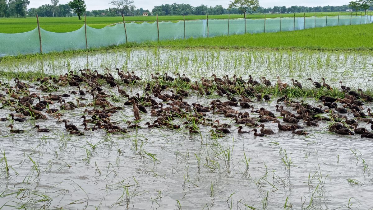 झापामा धान गोड्न हाँसको प्रयोग, किसान उत्साहित