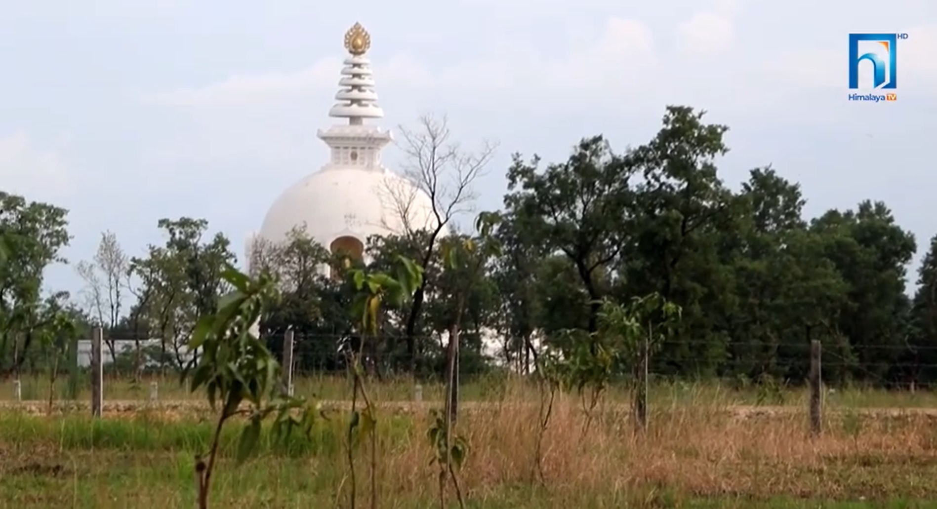 लुम्बिनी गुरुयोजना–सिसौका विरुवामा रोग देखिएपछि विकल्पमा फलफूलका विरुवा (भिडियो रिपोर्टसहित)