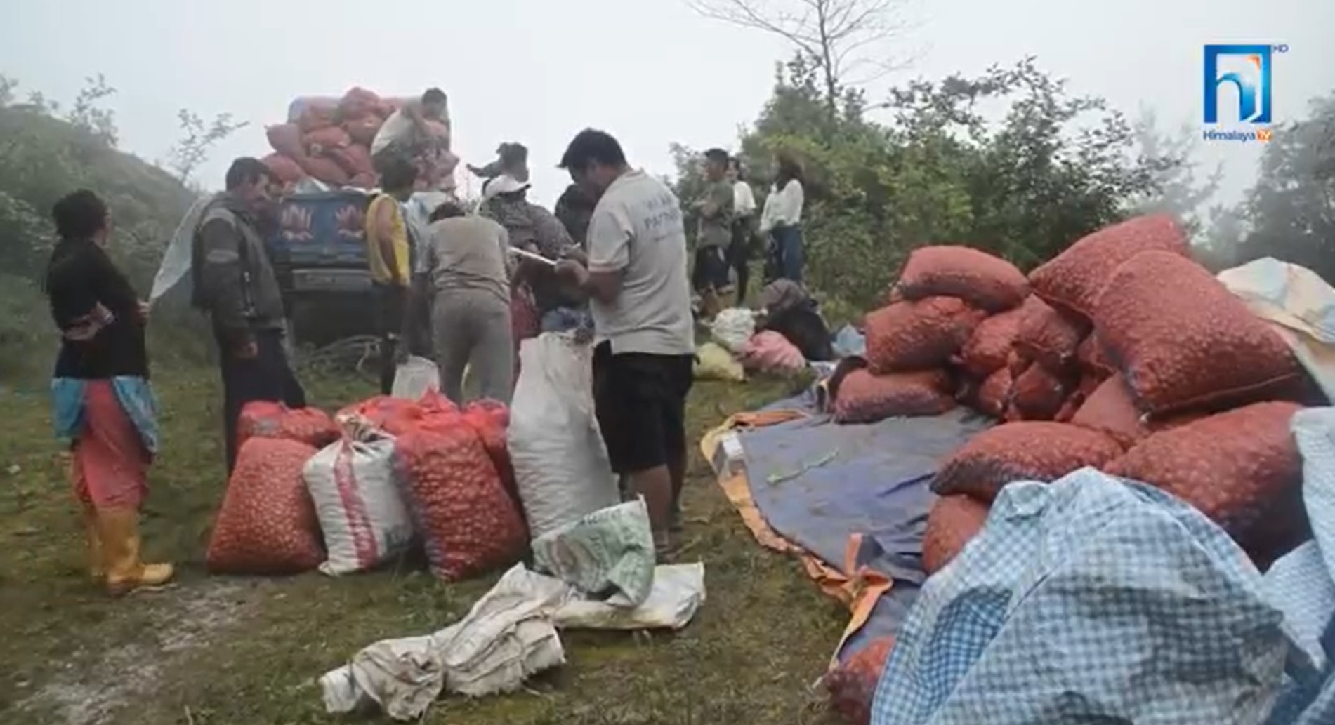 लेकाली आलु खेती सम्बर्द्धनका लागि पाँचथरका किसान सरकारसँग सहयोग माग्दै (भिडियो रिपोर्टसहित)