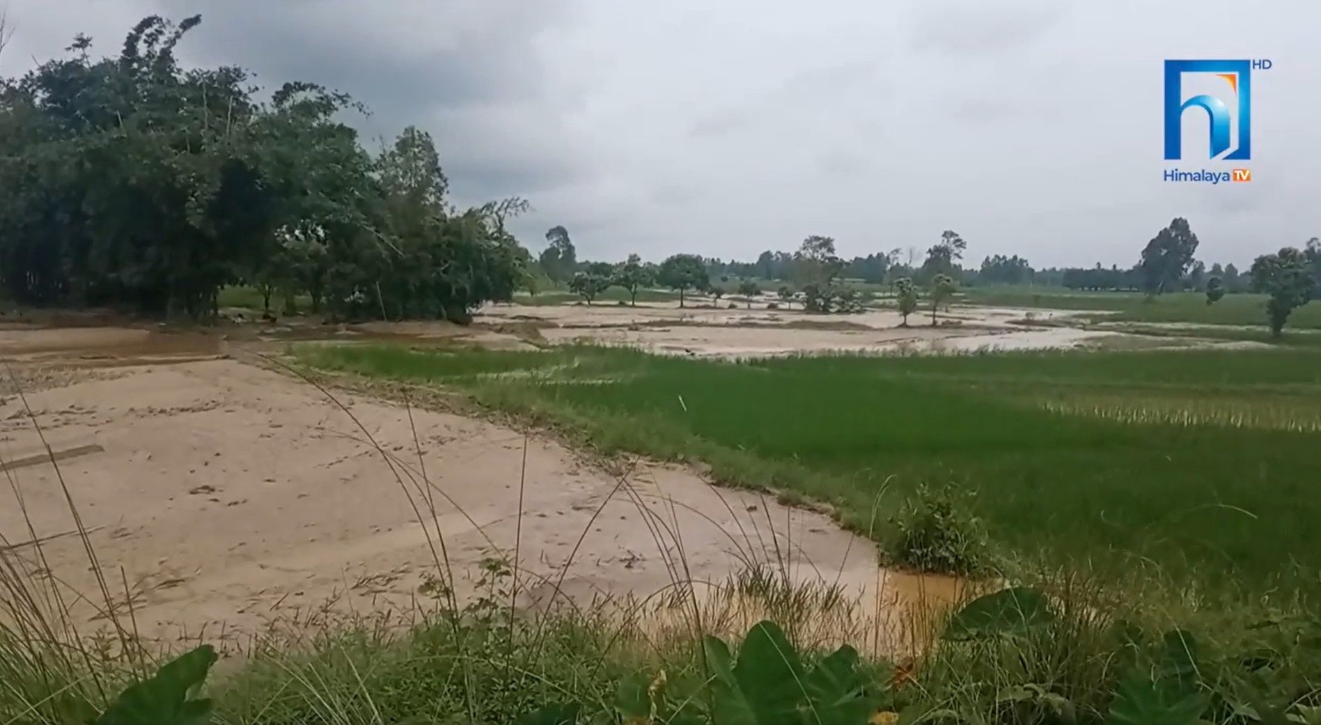 महोत्तरीमा रातु नदीले यस्तो रौद्ररुप देखाउँदै, वस्ती जोखिममा (भिडियो रिपोर्टसहित)